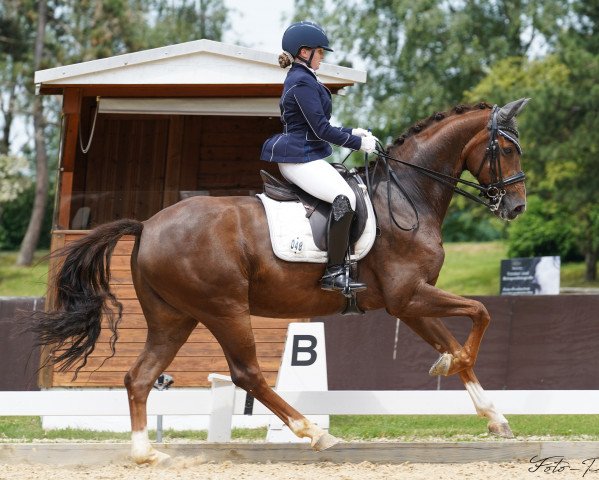 Dressurpferd Dancing Heartbreaker (Hannoveraner, 2010, von Dimaggio)
