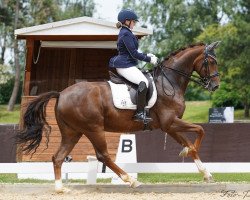 Dressurpferd Dancing Heartbreaker (Hannoveraner, 2010, von Dimaggio)