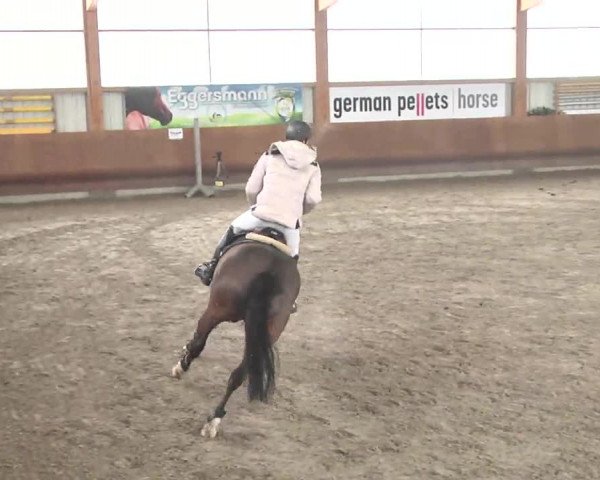 Reitturnier Dettingen 2016