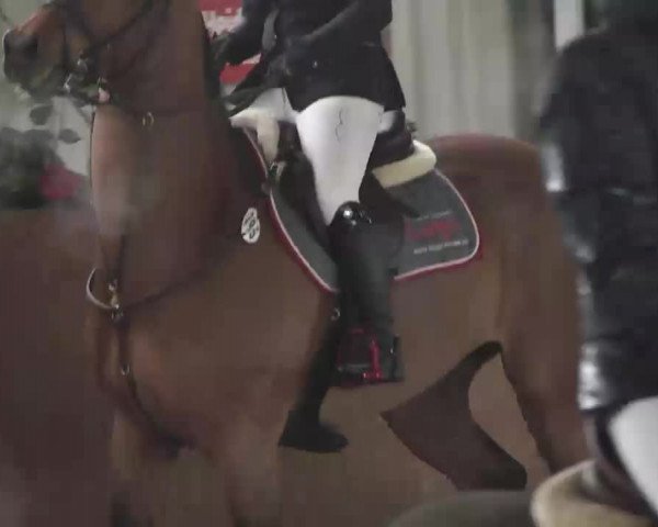 Reitturnier Dettingen 2016