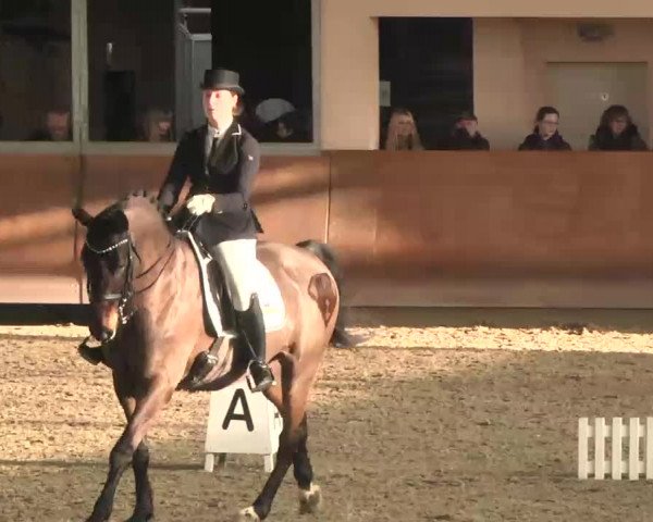 Reitturnier Dettingen 2016