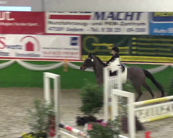 Keppelner Springpferdemeeting 2016