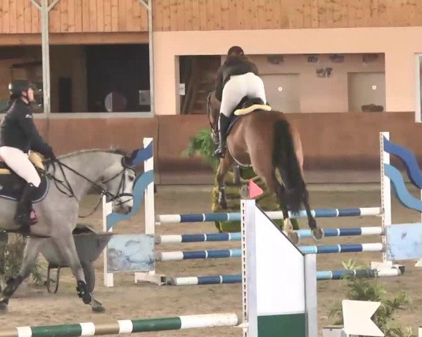 Reitturnier Dettingen 2016