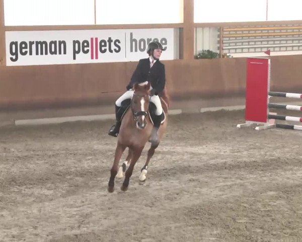 Reitturnier Dettingen 2016