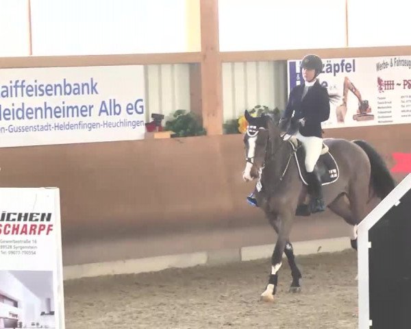 Reitturnier Dettingen 2016