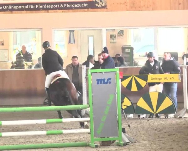 Reitturnier Dettingen 2016