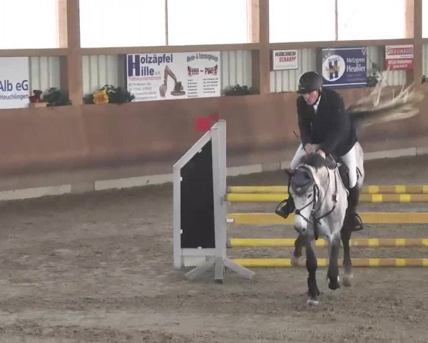 Reitturnier Dettingen 2016