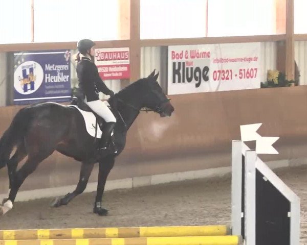 Reitturnier Dettingen 2016