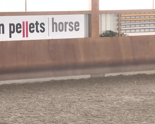 Reitturnier Dettingen 2016