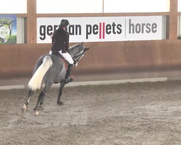 Reitturnier Dettingen 2016