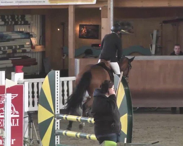 Reitturnier Dettingen 2016