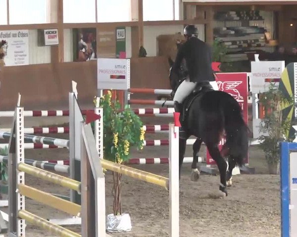 Reitturnier Dettingen 2016
