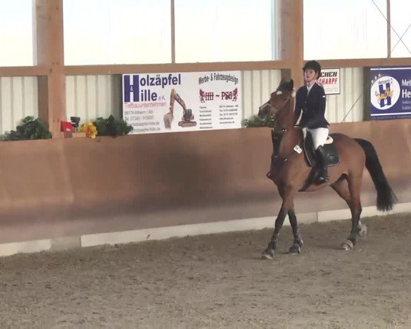 Reitturnier Dettingen 2016