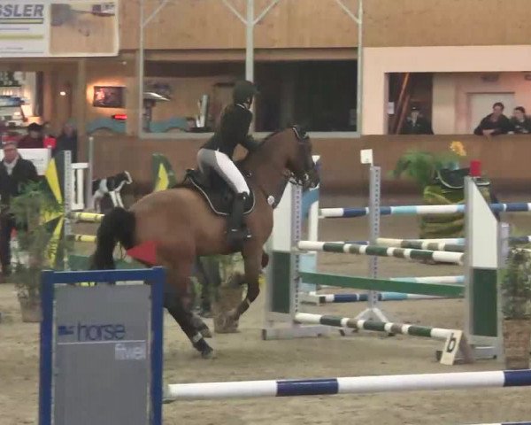 Reitturnier Dettingen 2016