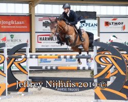 broodmare Space Girl 4 (Oldenburg show jumper, 2010, from Spaceball)