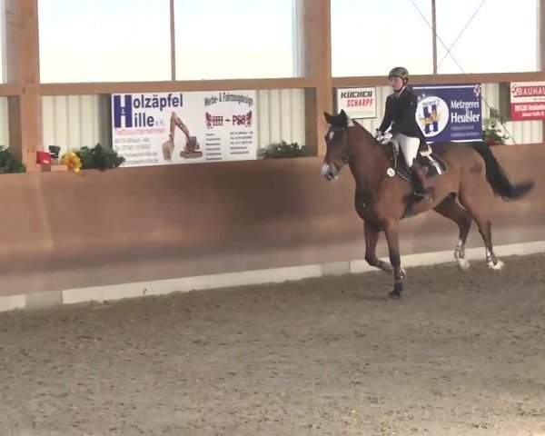Reitturnier Dettingen 2016