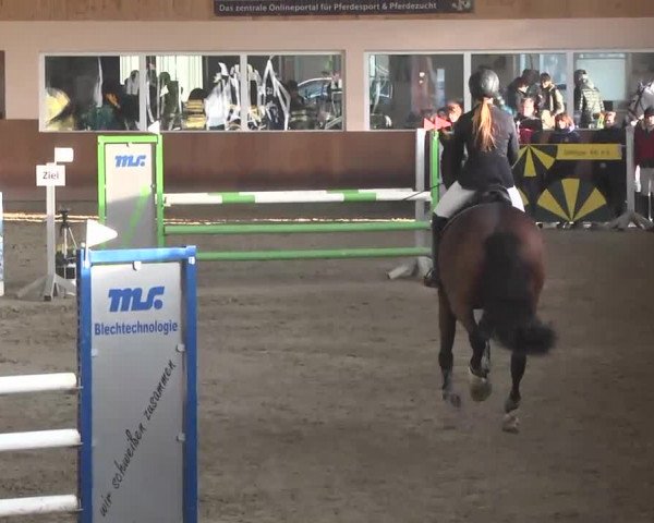 Reitturnier Dettingen 2016
