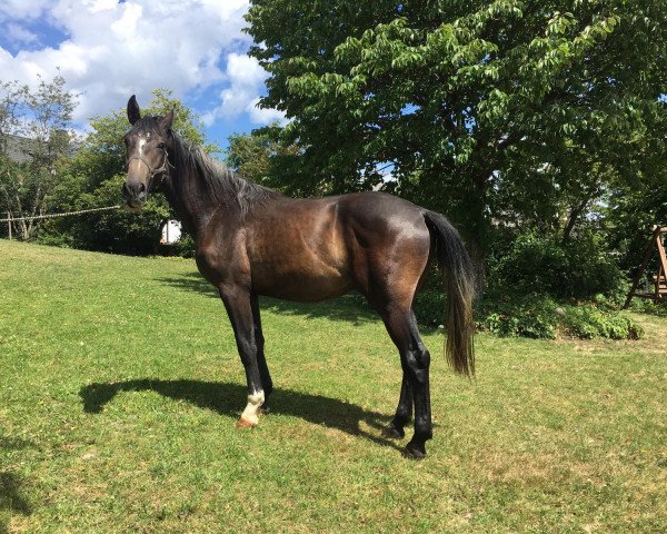 Pferd Casper (Holsteiner, 2018, von Catch)