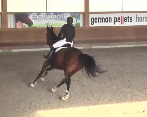 Reitturnier Dettingen 2016
