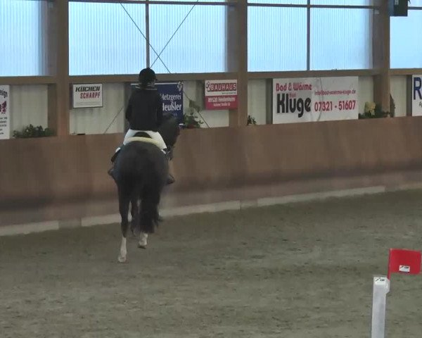Reitturnier Dettingen 2016