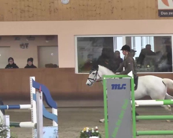 Reitturnier Dettingen 2016