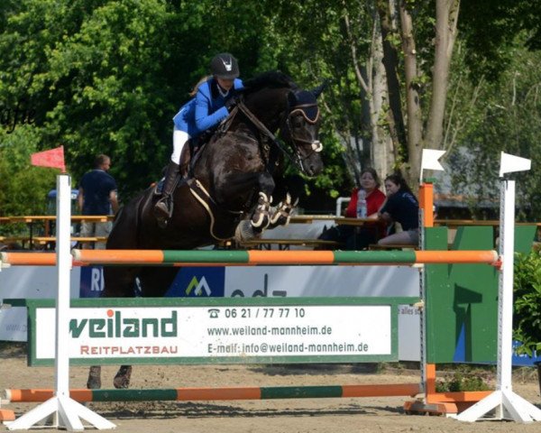 Springpferd S I E C Anelco (Holsteiner, 2003, von Acobat II)