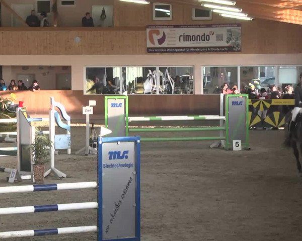 Reitturnier Dettingen 2016