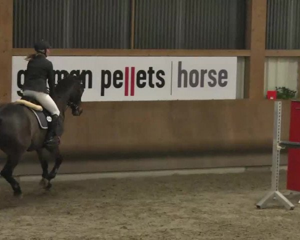 Reitturnier Dettingen 2016