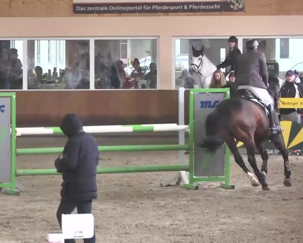 Reitturnier Dettingen 2016