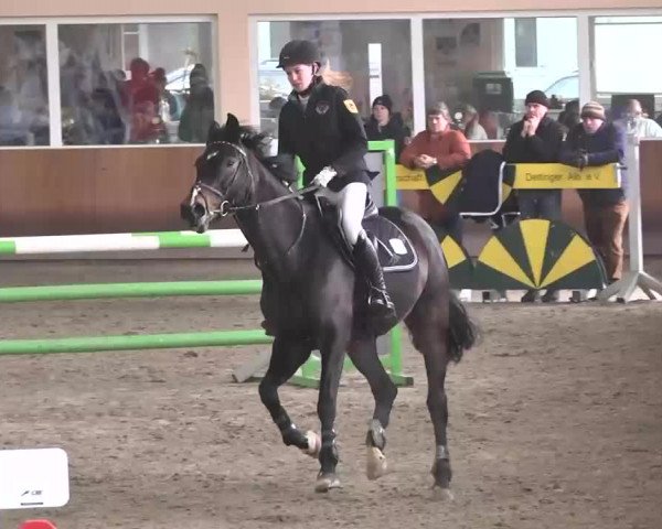 Reitturnier Dettingen 2016