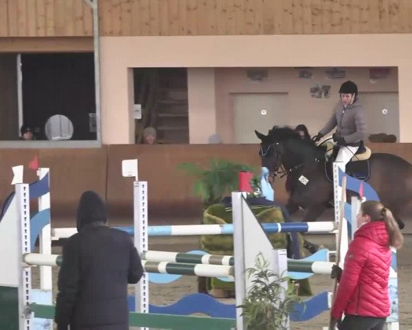 Reitturnier Dettingen 2016
