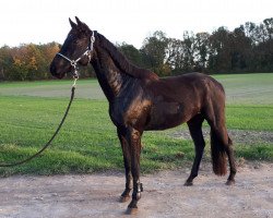horse Benbalou Royal (Westphalian, 2016, from Bellini Royal)