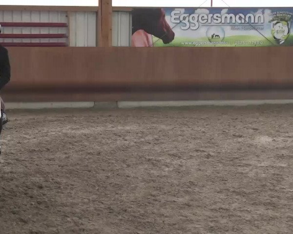 Reitturnier Dettingen 2016