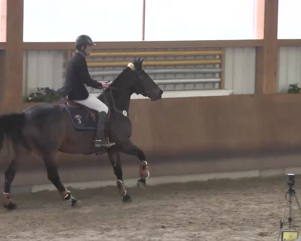 Reitturnier Dettingen 2016