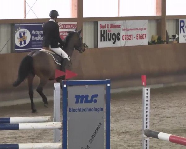 Reitturnier Dettingen 2016