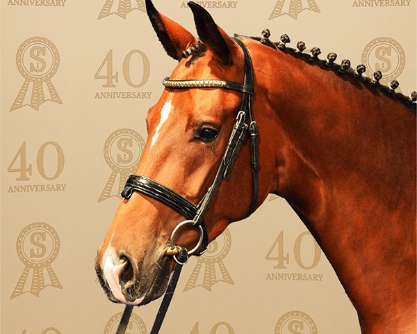 horse Belle Petit (Hanoverian, 2015, from Bordeaux 28)
