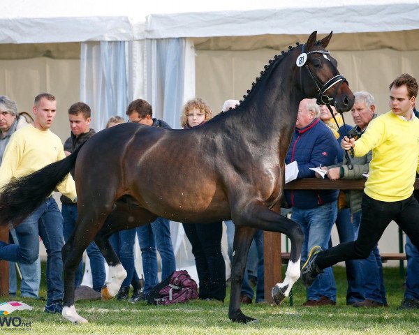 stallion BreFood's Framework (Hanoverian, 2017, from Fürstenball)