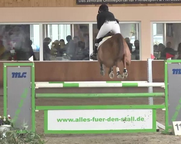 Reitturnier Dettingen 2016