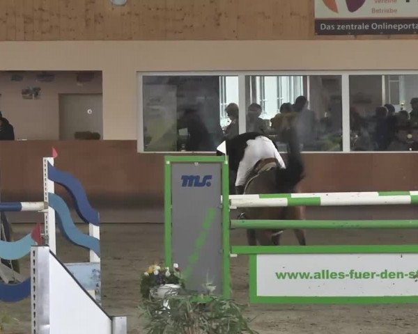 Reitturnier Dettingen 2016
