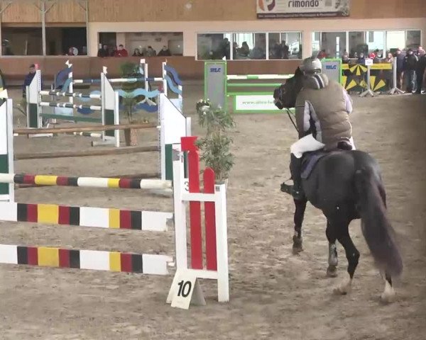 Reitturnier Dettingen 2016