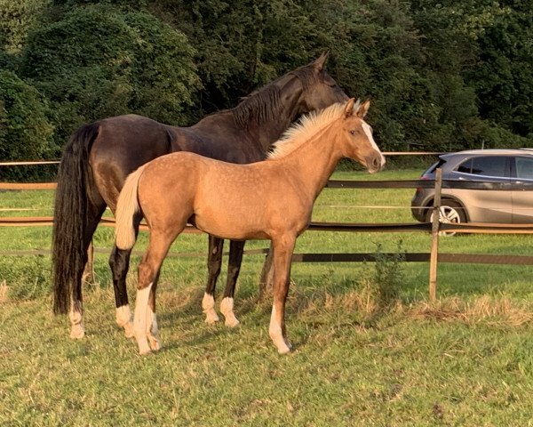 dressage horse Dorée d'Amour ccv (Oldenburg, 2019, from Qaside Md)