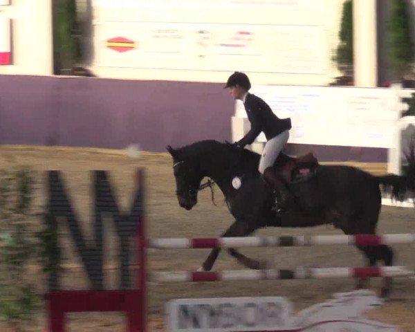 Reitturnier Borken 2016