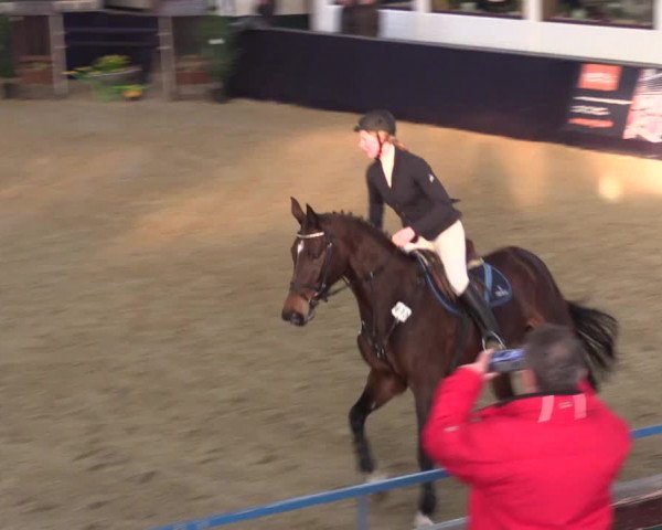Reitturnier Borken 2016