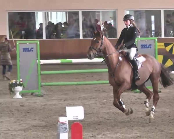Reitturnier Dettingen 2016