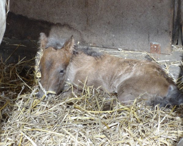 horse Buschenbachs Paggio Amarando (Westphalian, 2015, from Puschel)