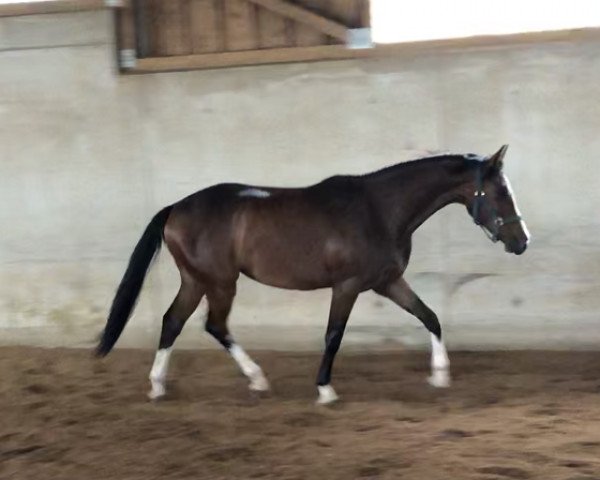 Pferd Mochitito (Bayer, 2018, von Mochito)