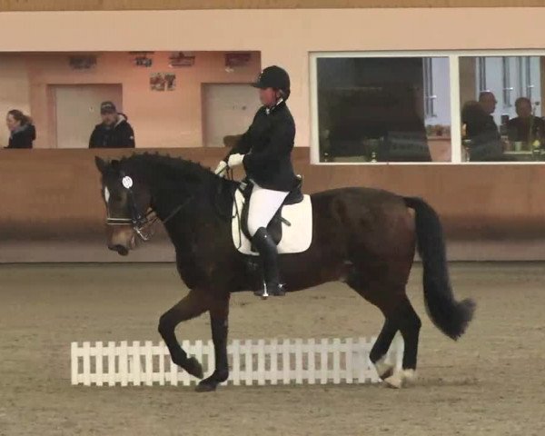 Reitturnier Dettingen 2016