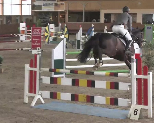 Reitturnier Dettingen 2016