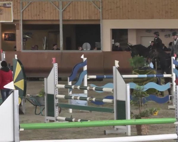 Reitturnier Dettingen 2016