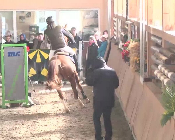 Reitturnier Dettingen 2016